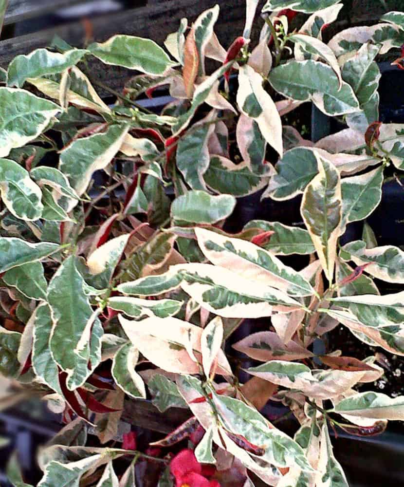 Croton Chinese"Jungle Fire" TriColor Variegated 4 inch pot