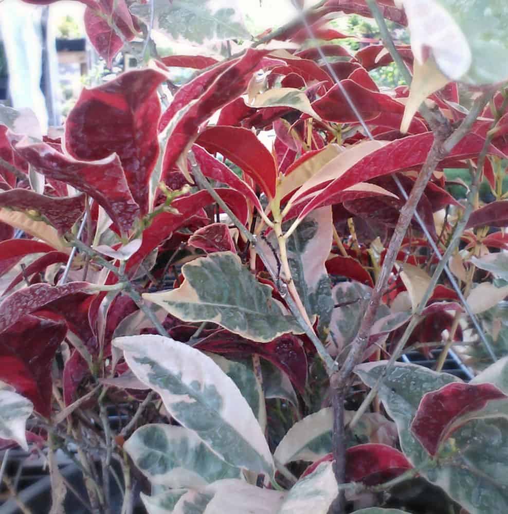 Croton Chinese"Jungle Fire" TriColor Variegated 4 inch pot
