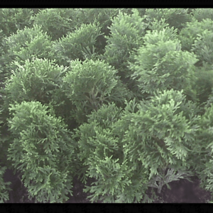 Thuja Emerald Green occidentalis Arborvitae 4 inch pot