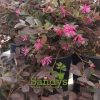Loropetalum Plum Delight Gallon pot