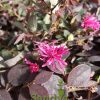 Loropetalum Plum Delight Gallon pot