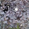 Loropetalum Plum Delight Gallon pot