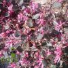 Loropetalum Plum Delight Gallon pot