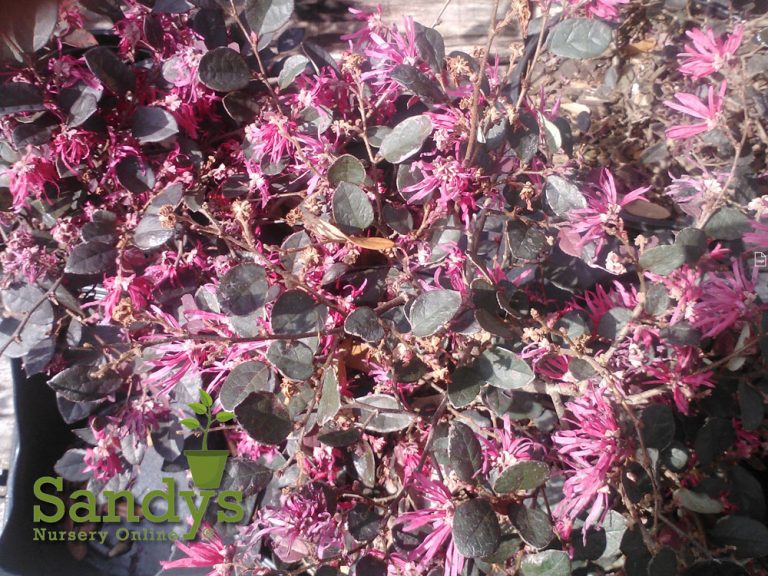 Loropetalum Plum Delight (10 Live Plants) - Purple Foliage Evergreen Shrub For Landscaping & Gardens
