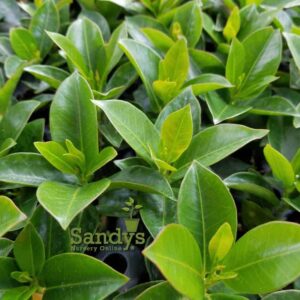 Mandevilla Apricot 4 inch pot