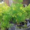 Fern Asparagus Myriocladus Ming Fern 4 inch pot