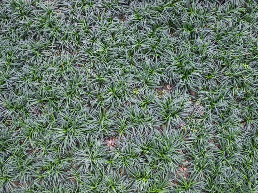 Grass Mondo Grass Dwarf Ophiopgon Japonicus Tray of 40 Starter Plants