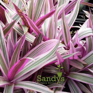 Oyster Plant TRI-COLOR variegata3 inch pot