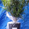 Podocarpus Macrophyllus Japanese Yew Quart pot