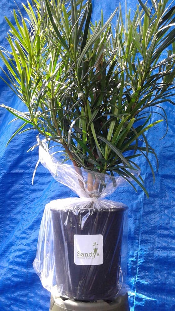 Podocarpus Macrophyllus Japanese Yew Quart pot