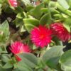 Ice Plant Aptenia cordifolia Red Apple Green Leaf 4 inch pot
