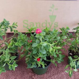 Ice Plant Aptenia cordifolia Red Apple Green Leaf 4 inch pot