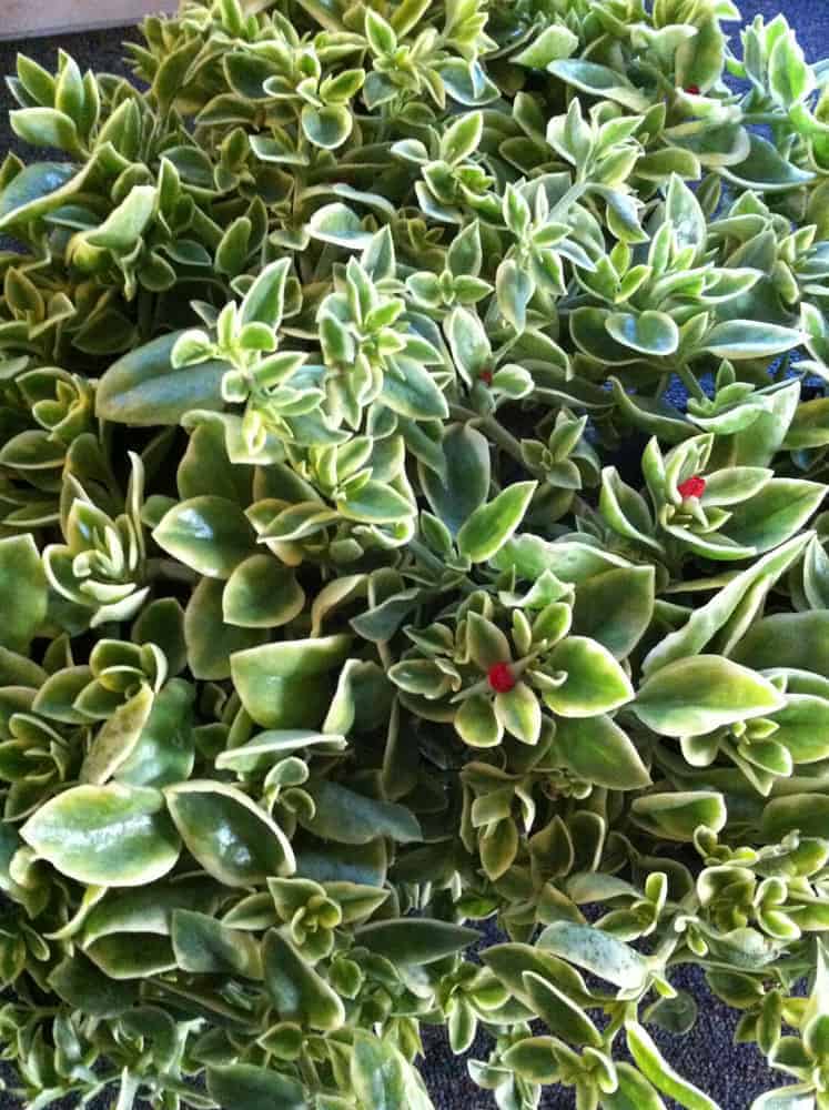 Ice Plant Aptenia cordifolia Red Apple Variegated 4 inch pot