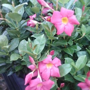 Mandevilla Starter Plant (color may vary)