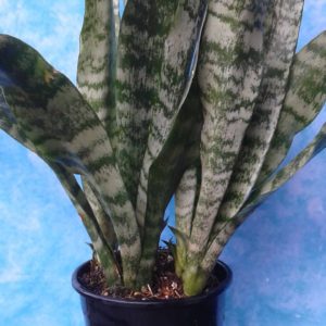 Snake Plant Mothers in Laws Tongue Quart pot
