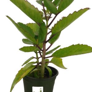 Bryophyllum Pinnatum"Wonder of The World" 4 Inch Pot