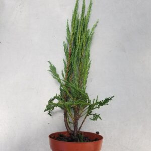 Juniperus Scopulorum, Blue Arrow Tree, Rocky Mountain, 4 Inch Pot
