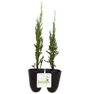 Juniper Scopulorum, Skyrocket Evergreen Tree, Starter Plants