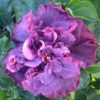Hibiscus Cajun Color Bayou Rose, Starter Plant