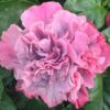 Hibiscus Cajun Color Bayou Rose, Starter Plant - Image 3