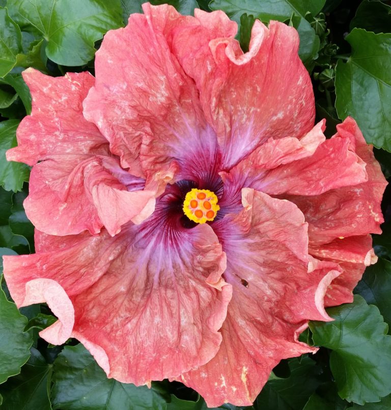 Hibiscus Cajun Color Tsunami, Starter Plant - Sandy's Nursery Online