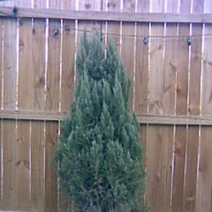 Juniper Blue Point 4 inch pot