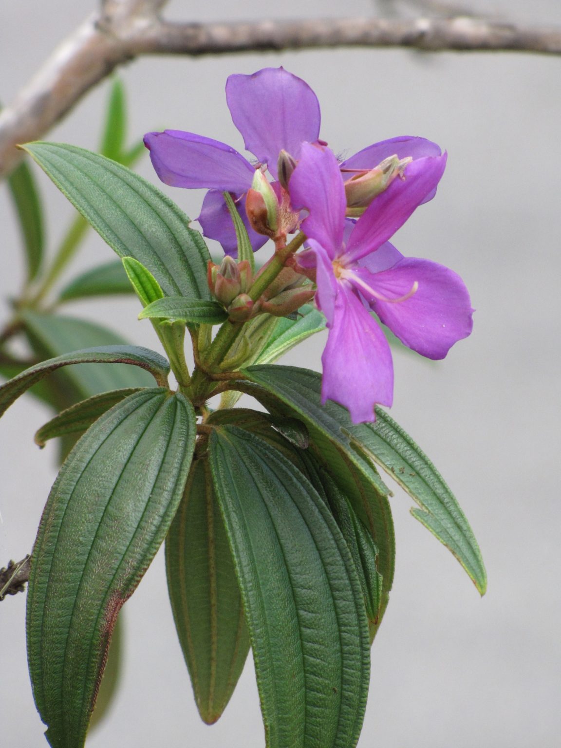 purple heart plant