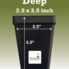 Thuja Green Giant Arborvitae Tree 3 Inch Pot - Image 3