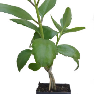 Bryophyllum Pinnatum"Wonder of The World" 3 Inch Pot