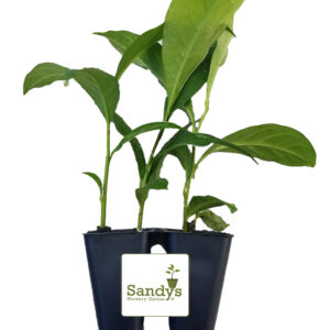 Brunfelsia Yesterday Today Tomorrow, Starter Plants Lot of 2