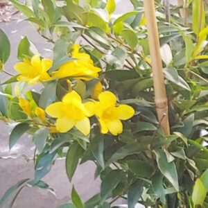 Jasmine Carolina Gelsemium Sempervirens Starter Plants