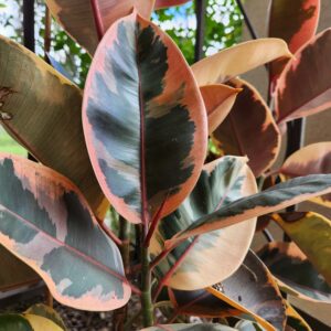 Ficus elastica “Ruby”~Lot of 2~ Starter Plants