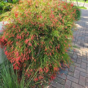 Firecracker Red Russelia Equisetiformis Starter Plant