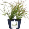 Firecracker Red Russelia Equisetiformis Starter Plant - Image 4
