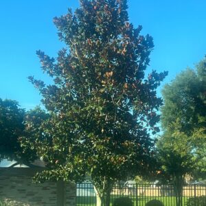 Magnolia Grandiflora Tree, Southern Magnolia White Flower, 4 Inch Pot