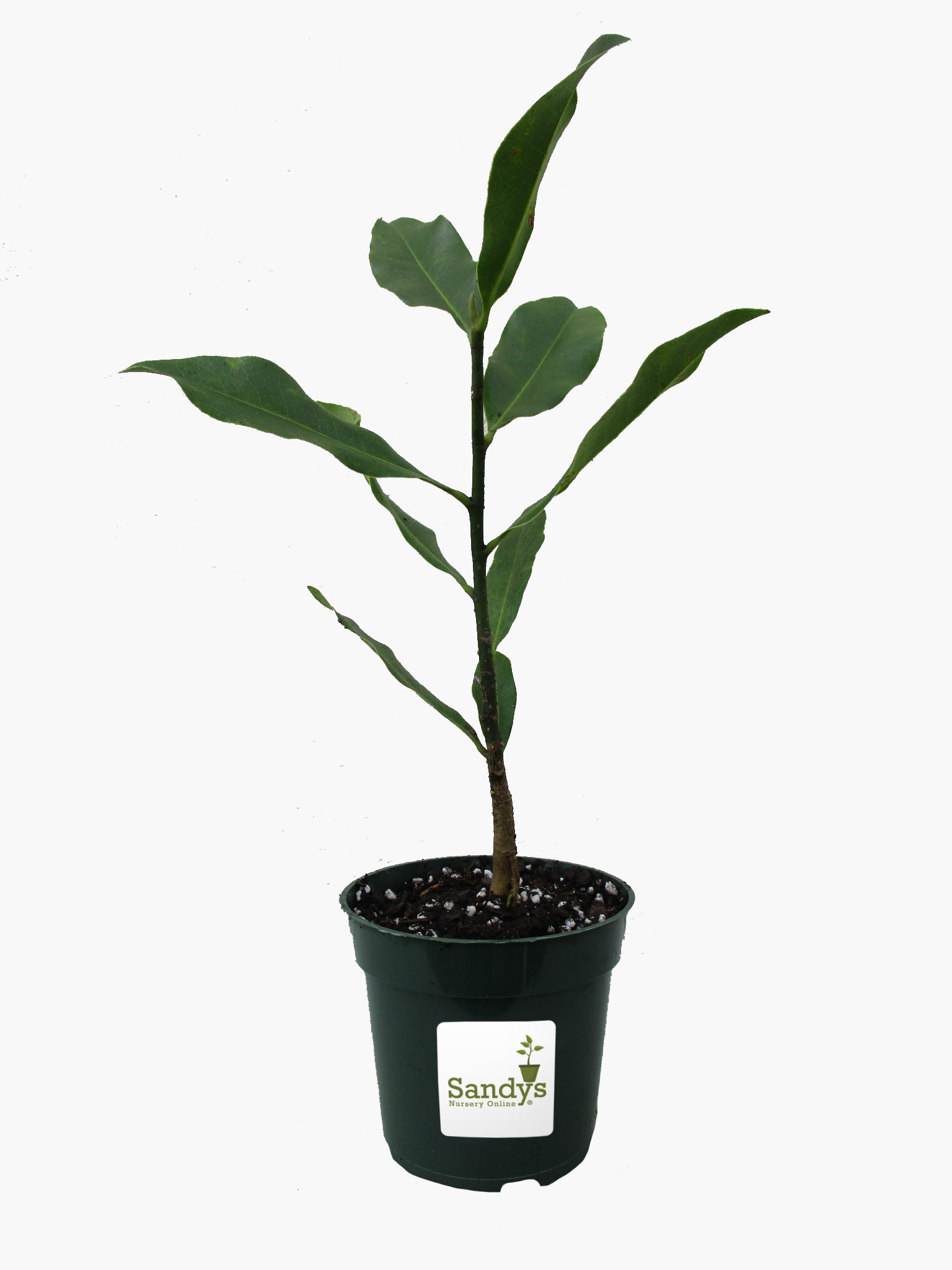 Magnolia Grandiflora Tree, Southern Magnolia White Flower, 4 Inch Pot - Image 3