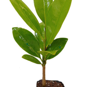 Magnolia Grandiflora Tree, Southern Magnolia White Flower, Starter Plants