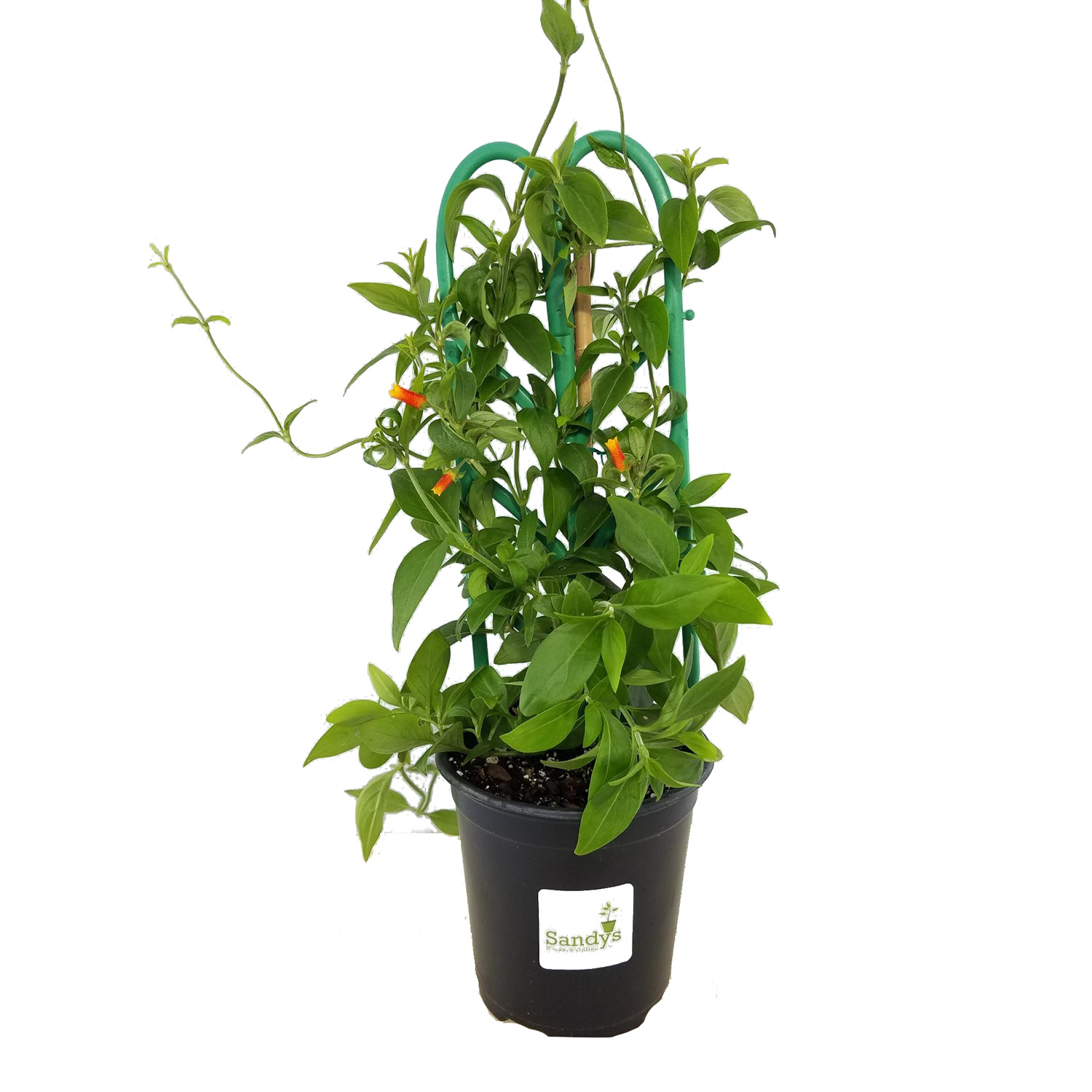 Manettia Candy Corn Vine Quart Pot - Image 4