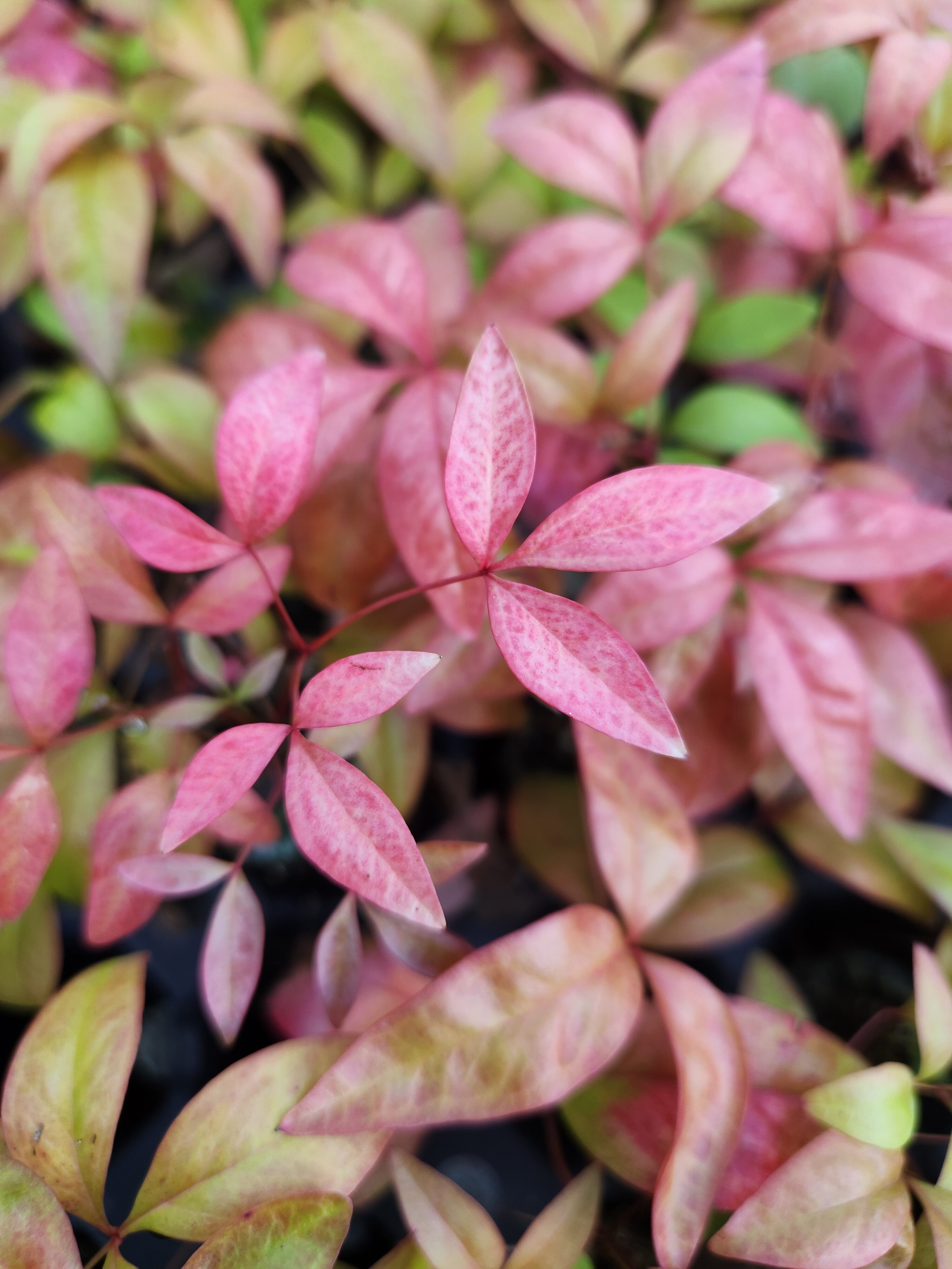 Nandina Dwarf Firepower Domestica, Starter Plants - Image 2