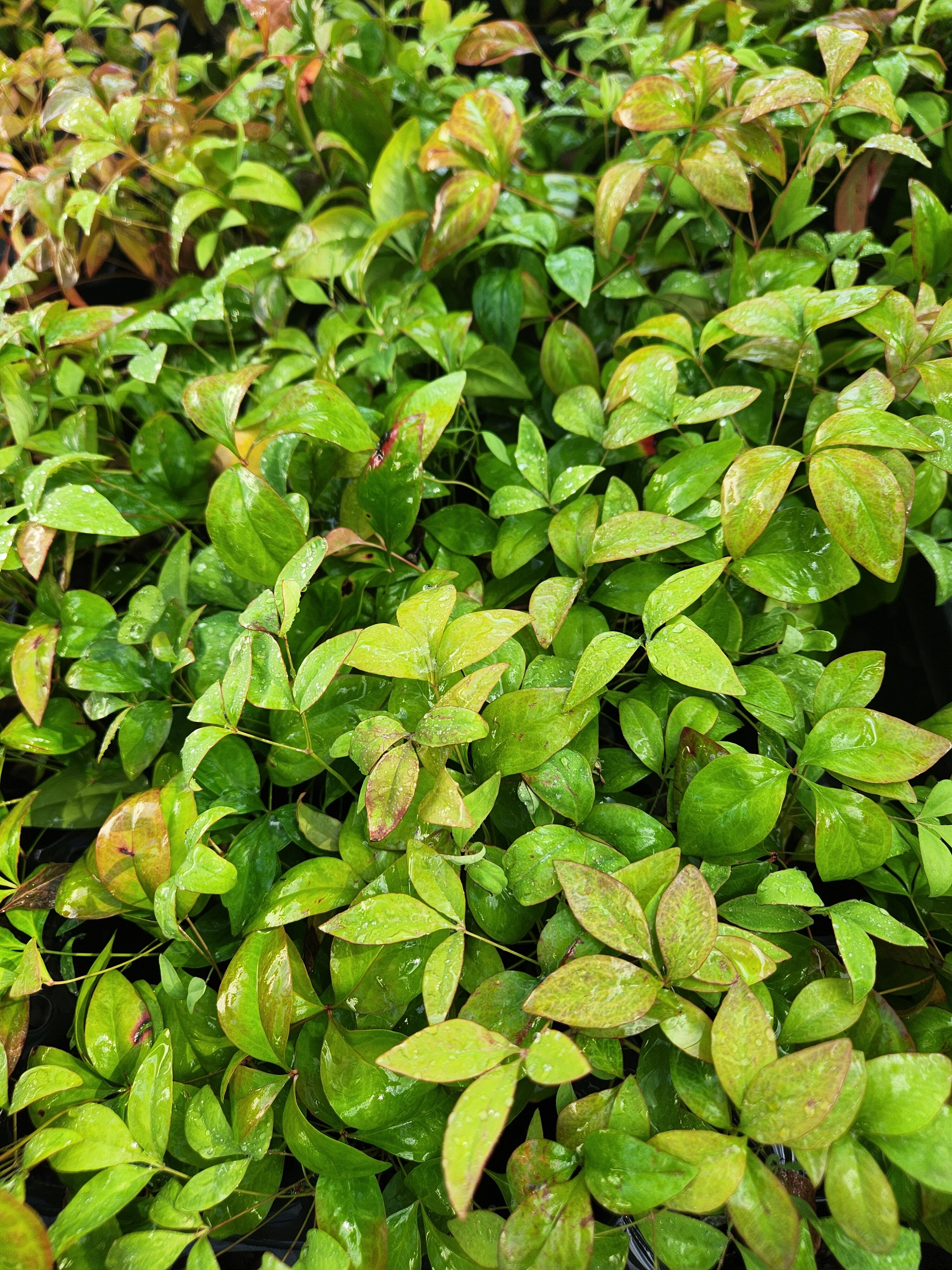 Nandina Dwarf Firepower Domestica, Starter Plants - Image 3