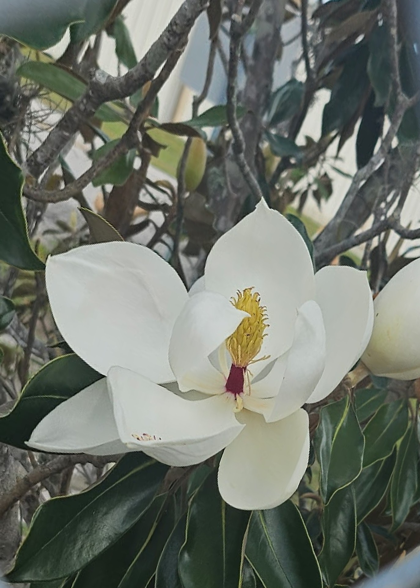Magnolia Grandiflora Tree, Southern Magnolia White Flower, 4 Inch Pot - Image 5
