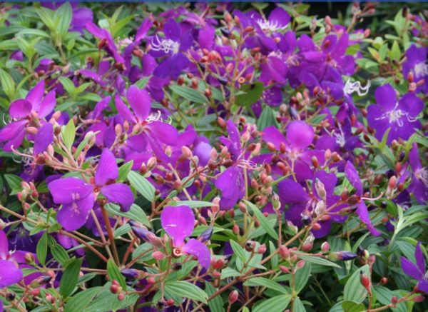 Tibouchina Lepidota Ecuador Purple Princess Glory Bush Gallon Pot