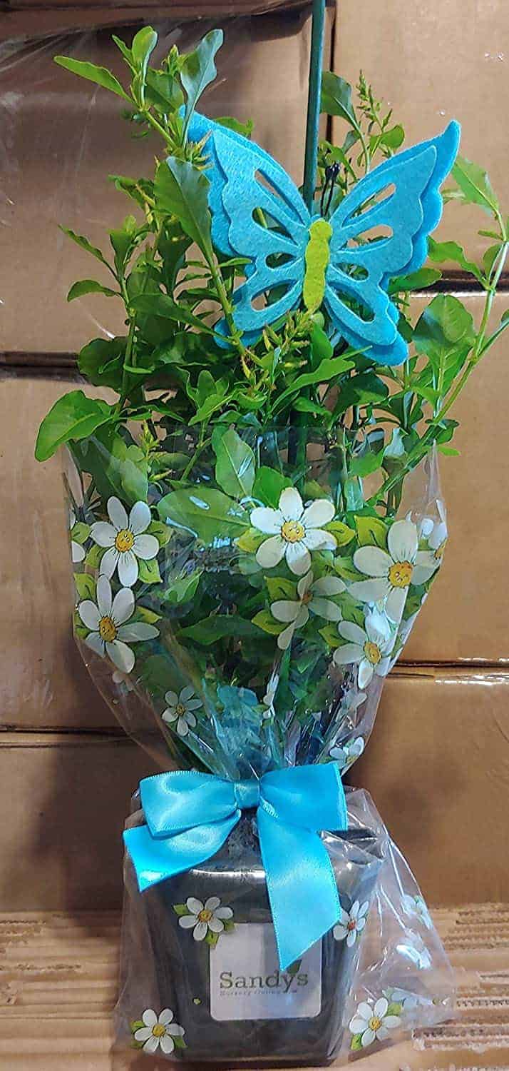 Plumbago Imperial Blue, 4 Inch Pot Gift Package, Butterfly