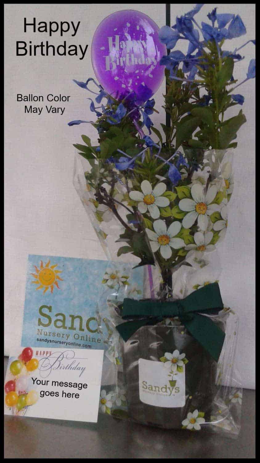 Plumbago Imperial Blue, 4 Inch Pot Gift Package, Happy Birthday