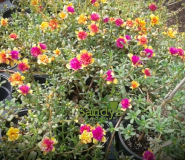 Portulaca Grandiflora, Succulent Ground Cover, Yellow Pink Flower, Fairytales Cinderella, 4 Inch Pot