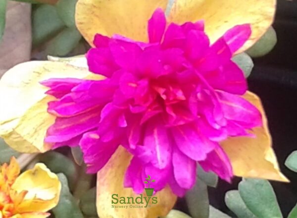 Portulaca Grandiflora, Succulent Ground Cover, Yellow Pink Flower, Fairytales Cinderella, 4 Inch Pot - Image 3