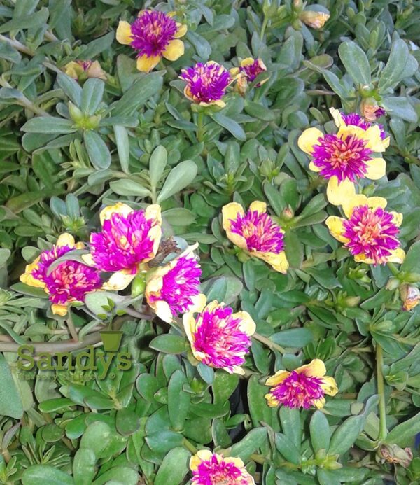 Portulaca Grandiflora, Succulent Ground Cover, Yellow Pink Flower, Fairytales Cinderella, 4 Inch Pot - Image 2