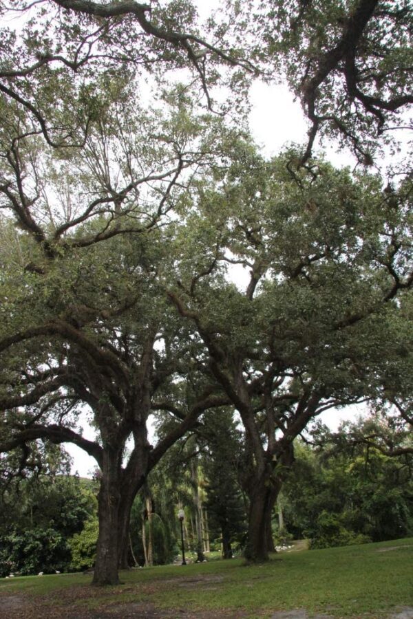 Live Oak Quercus Virginiana Shade Tree, Quart Pot