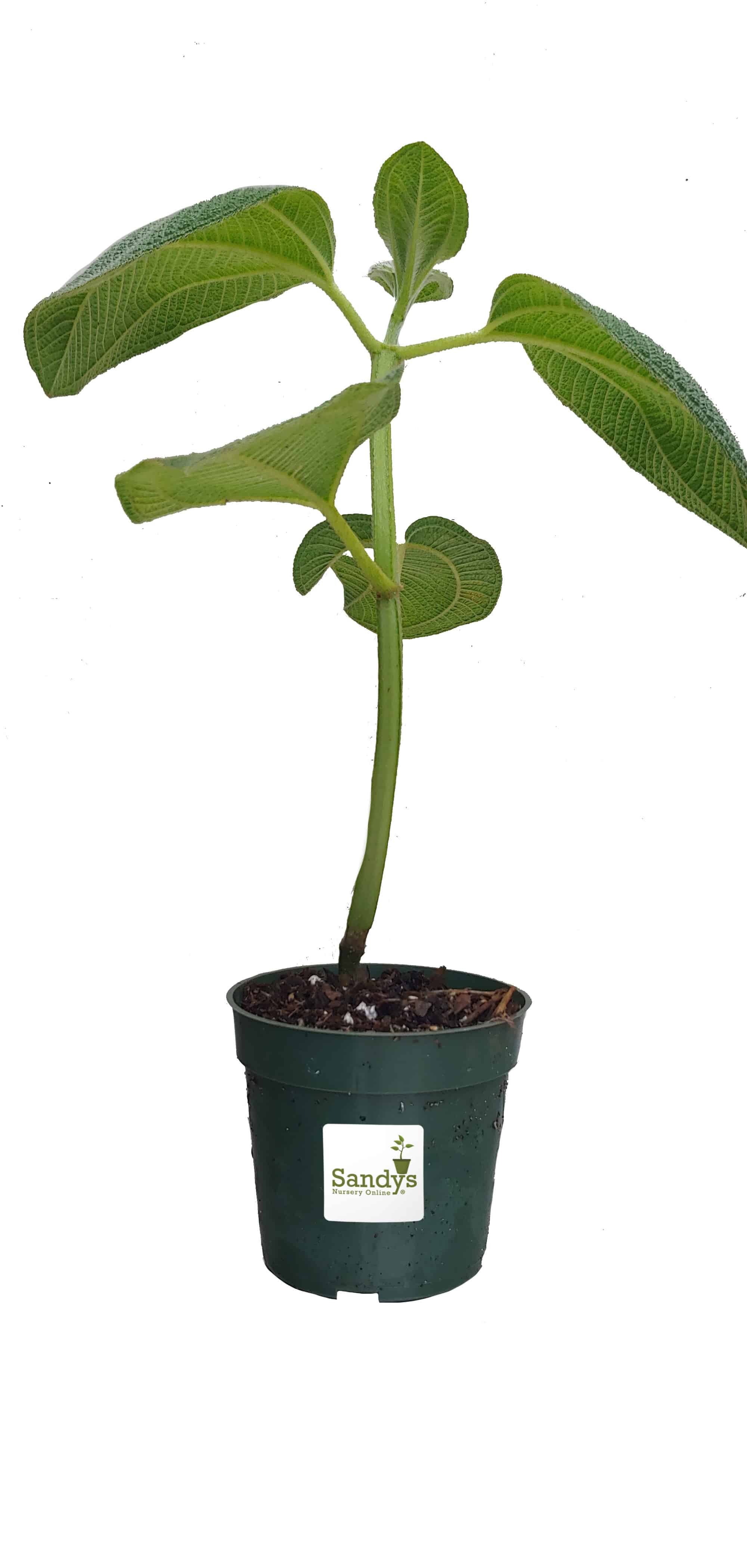 Tibouchina grandifolia Large Fuzzy Leaf Quart Pot - Sandy's Nursery Online