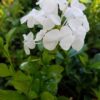 Plumbago auriculata, White Cape Leadwort , 4 Inch Pot